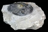 Prone Hollardops Trilobite - Excellent Prep #40127-1